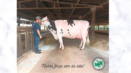 "Halley Ruivinha" primeira vaca classificada como Excelente 97 pontos no Brasil!!